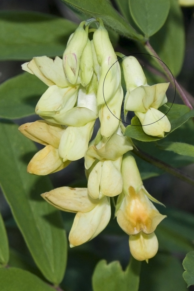 Lathyrus laevigatus subsp. occidentalis (=Lathyrus ochraceus ssp. occidentalis)